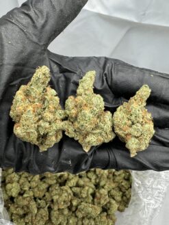 Acapulco Gold THCa Flower