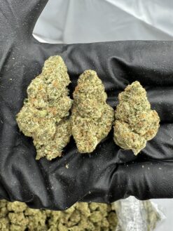 Blue Rhino - Exotic Indoor
