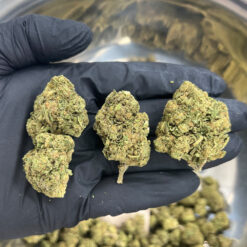 Sugar Tartz - Cali