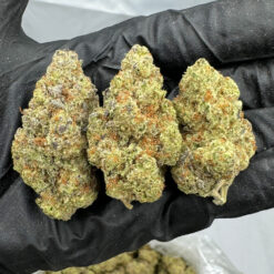 Northern Lights