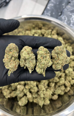 Pure Michigan THCa Flower