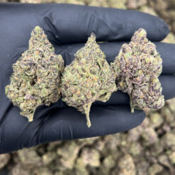 Gelato + Cream THCa Flower