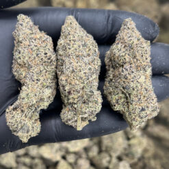 Skunk #1