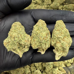 Amnesia Haze