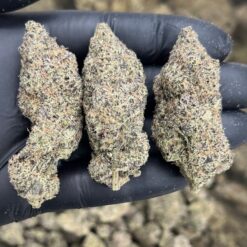 Skunk #1