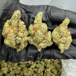 Acapulco Gold THCa Flower