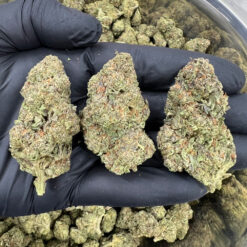 Gorilla Glue #4 &mdash; Indica