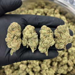 Alaskan TF - Sativa
